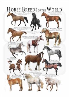 the horses of the world are shown in this poster, which includes different colors and sizes