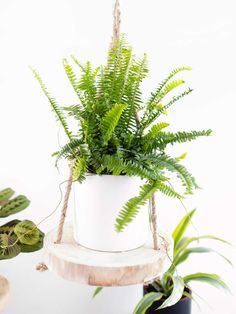 a potted plant hanging from a rope on top of a wooden stand next to other plants