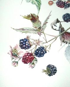 a painting of berries and leaves on a white background