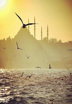 seagulls flying over the water in front of a mosque