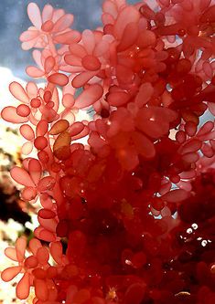 the red flowers are blooming on the tree outside in the sunlit window sill