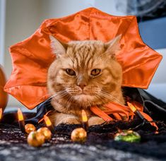 an orange cat sitting on top of a table next to some pumpkins and candles