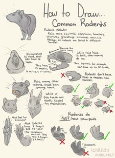 how to draw the common rodens in different poses and positions for each animal's body