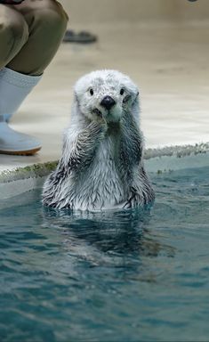 a polar bear in the water with its paws up