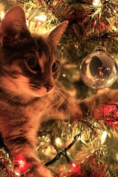 a cat sitting on top of a christmas tree next to a glass ornament