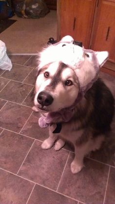 a dog with a hat on it's head sitting on the floor in a kitchen