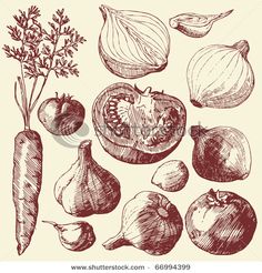 hand drawn vegetables including onions, carrots and tomatoes