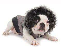 a small dog with black hair on it's head