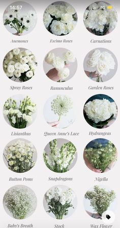 the different types of flowers are shown in this graphic style, including white carnations and