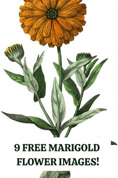 What a beautiful collection of Marigold photos! These vibrant and cheerful images are perfect for adding a splash of color to your collage and craft projects!