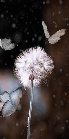 two white butterflies flying over a dandelion in the rain with snow falling on it