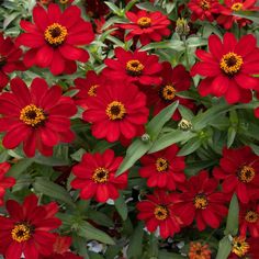 many red flowers with yellow centers in the middle