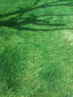 the shadow of a tree is cast on green grass