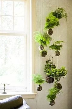 some plants are hanging from the side of a window