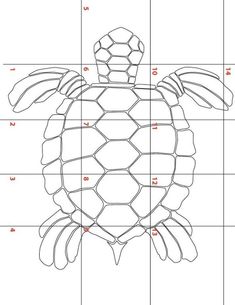 a drawing of a turtle with numbers on it