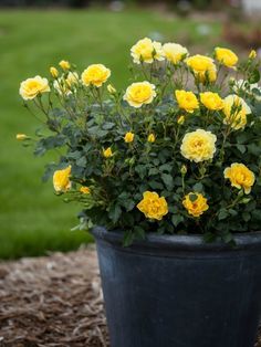 a potted plant with yellow flowers in it