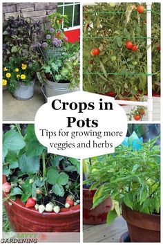 various types of plants growing in pots with text overlay that reads crops in pots tips for growing more veggies and herbs