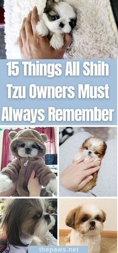 the top ten things all shih tzu owners must always remember in their life