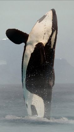 an orca jumping out of the water with it's back end in the air