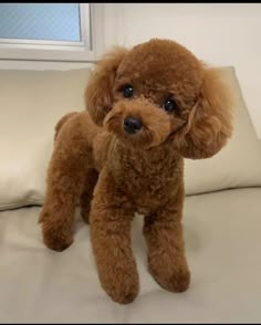 a small brown poodle standing on top of a white bed next to a window