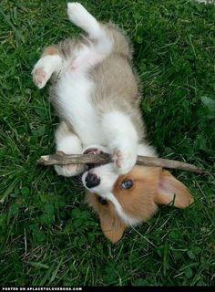 a puppy rolling around on its back with a stick in it's mouth,