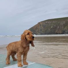 a brown dog standing on top of a surfboard in the sand at the beach