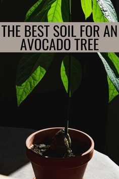 Discover the ideal soil for your avocado tree with our expert guide, perfect for indoor plant enthusiasts. Elevate your plant home decor with valuable tips and create a lush indoor oasis with thriving avocado trees. Indoor Avocado Tree, Avocado Tree Care, Tree In A Pot, Avocado Trees, Plant Home Decor, Indoor Oasis, Tree In Pot, Avocado Plant, Grow Avocado