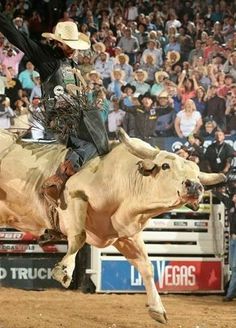 a man riding on the back of a bull at a rodeo