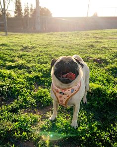 a pug dog standing in the grass with its tongue out and wearing a bandana