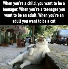 a white cat laying on its back with the caption when you're a child, you want to be a teenager