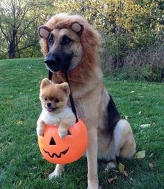 a dog is dressed up as a lion and holding a pumpkin