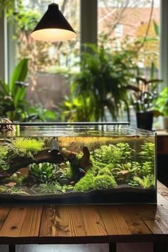 a fish tank filled with plants on top of a wooden table next to a window