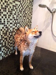 a brown and white dog standing next to a shower