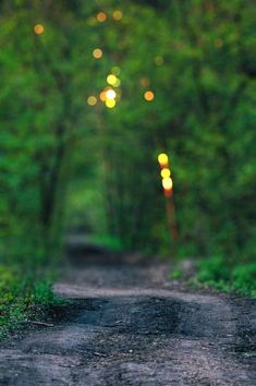 a dirt road in the middle of a forest with lights hanging from it's sides