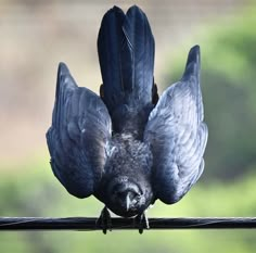 a black bird sitting on top of a power line with its wings spread wide open