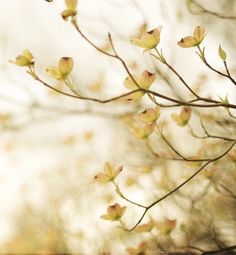 a branch with yellow flowers in the foreground and blurry trees in the background