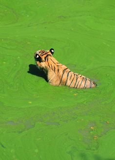 a tiger is swimming in the green water