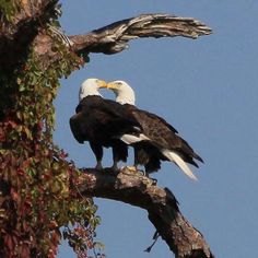 two bald eagles sitting on top of a tree branch