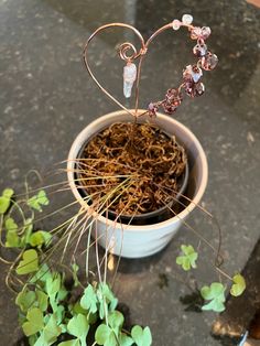 a potted plant with tiny flowers in it on top of a table next to other plants