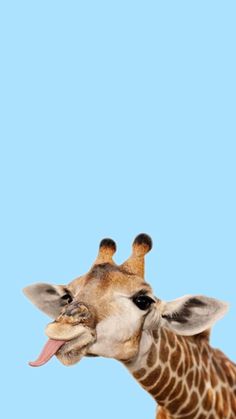 a giraffe sticking its tongue out in front of a blue sky