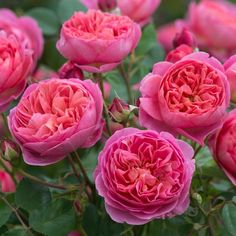 many pink roses are blooming in the garden