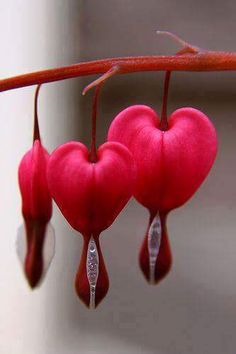 Lamprocapnos Spectabilis, Heart In Nature, Garden Care, Red Hearts, Flower Heart, Dream Garden