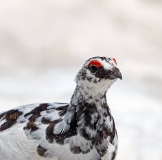 a bird with black and white feathers standing in the snow, looking to its left