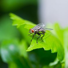 a fly sitting on top of a green leaf