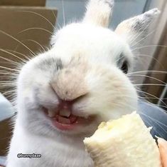 a close up of a rabbit eating a banana