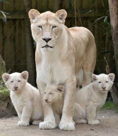 three white lions standing next to each other