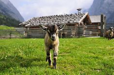 there is a small goat that is walking in the grass near some houses and mountains