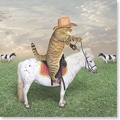 a cat riding on the back of a white horse