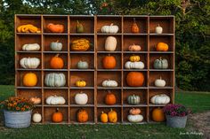 a wooden crate filled with lots of pumpkins on top of a grass covered field