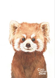 a watercolor painting of a raccoon's face with the words coco store on it